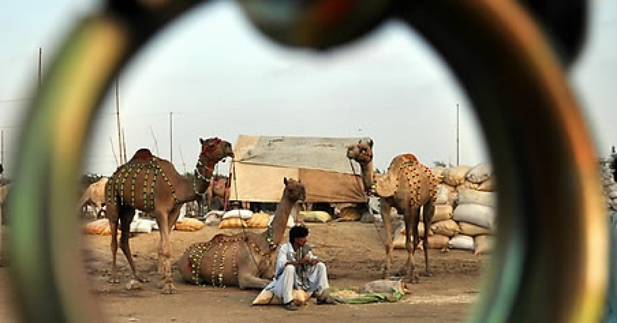 PAKISTAN EID AL-ADHA PREPARATIONS