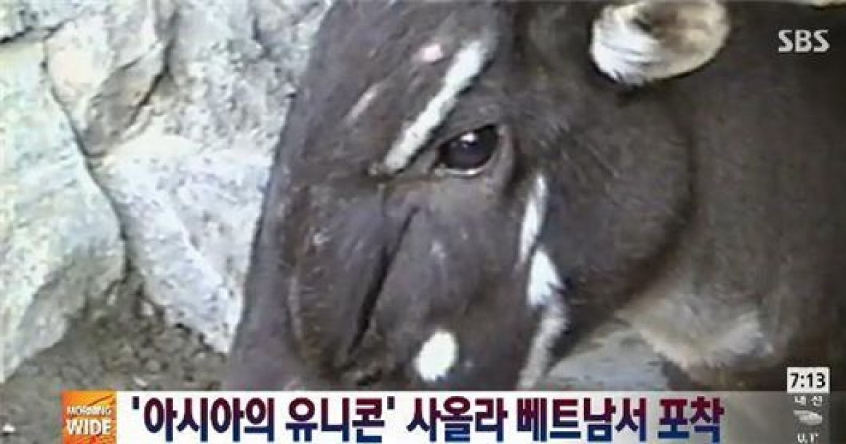 아시아의 유니콘 발견 