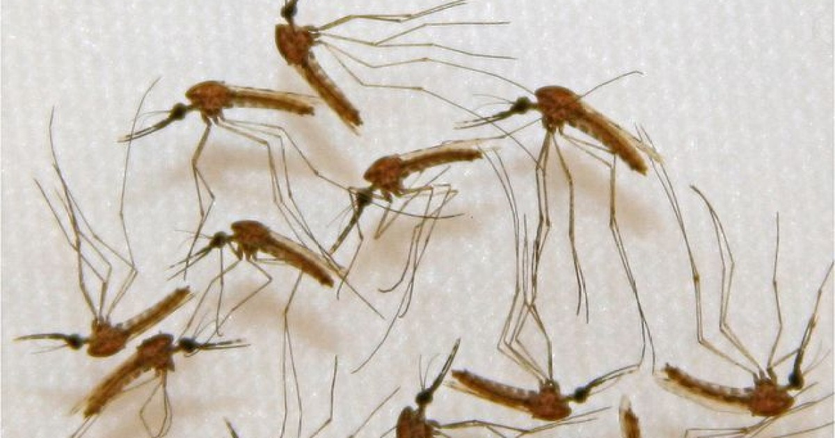 모기 물린 곳 대처 방법, 연고 외에 다른 방법은?