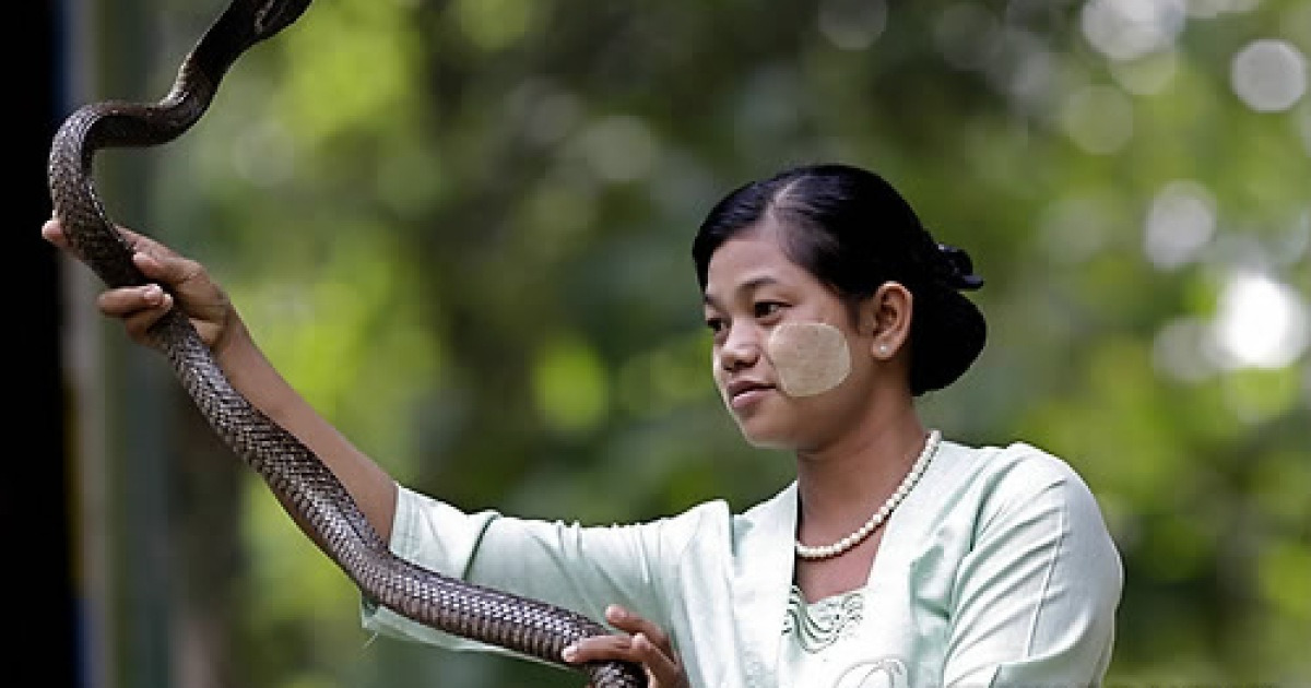 MYANMAR ANIMALS SNAKES