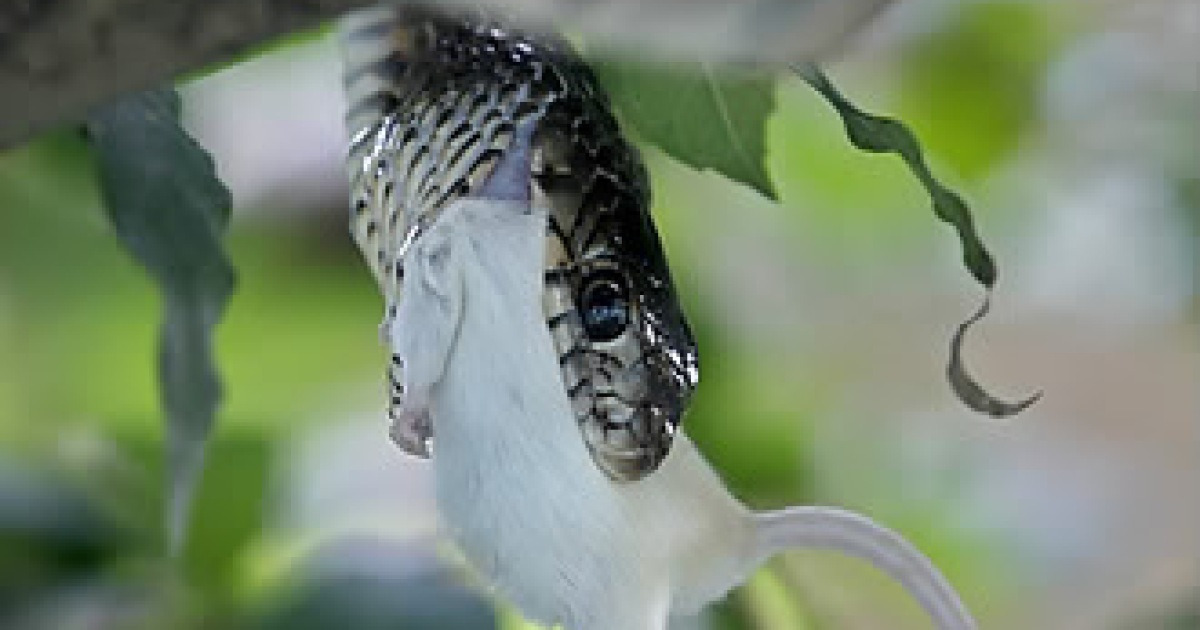 MYANMAR ANIMALS SNAKES