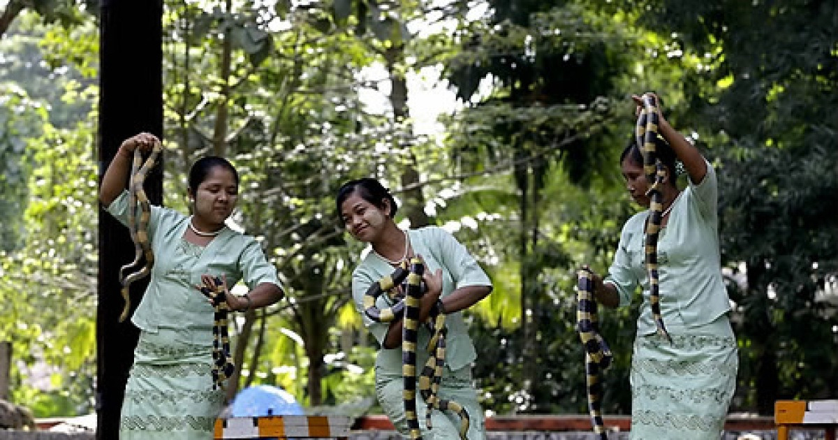 MYANMAR ANIMALS SNAKES