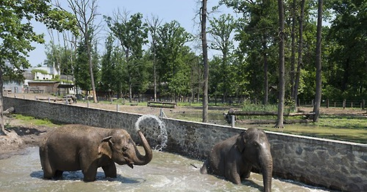 HUNGARY ANIMALS