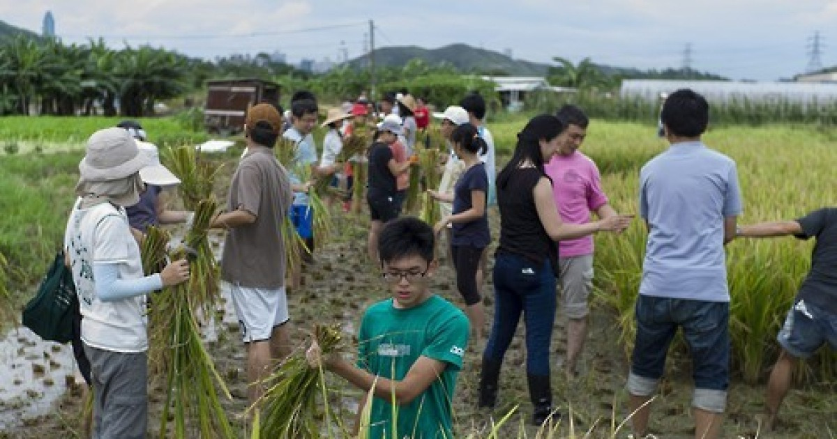 CHINA HONG KONG RICE HARVEST