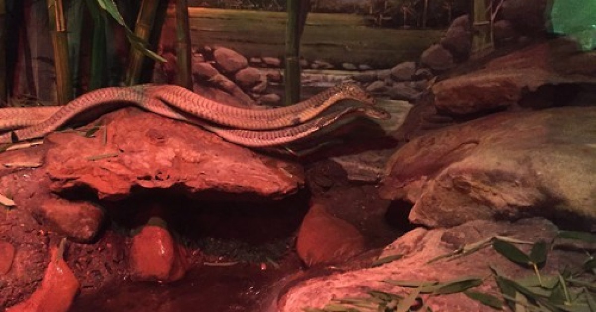 AUSTRALIA ANIMALS KING COBRAS