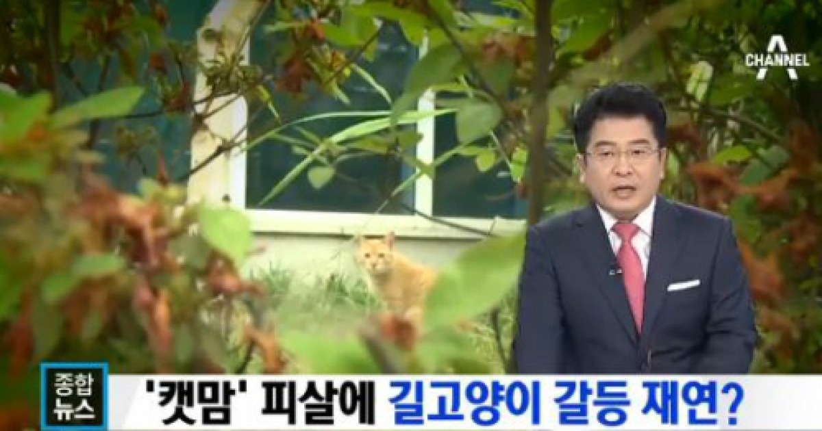 캣맘 사태, 도넘은 캣맘 혐오증 '길고양이에 대한 혐오, 폭력으로 번져'
