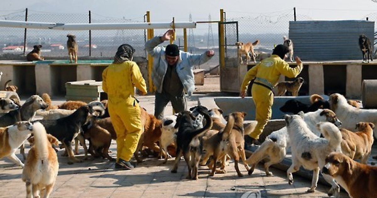 IRAN ANIMAL WELFARE