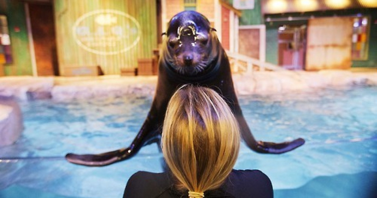 APTOPIX Aquarium Sea Lions