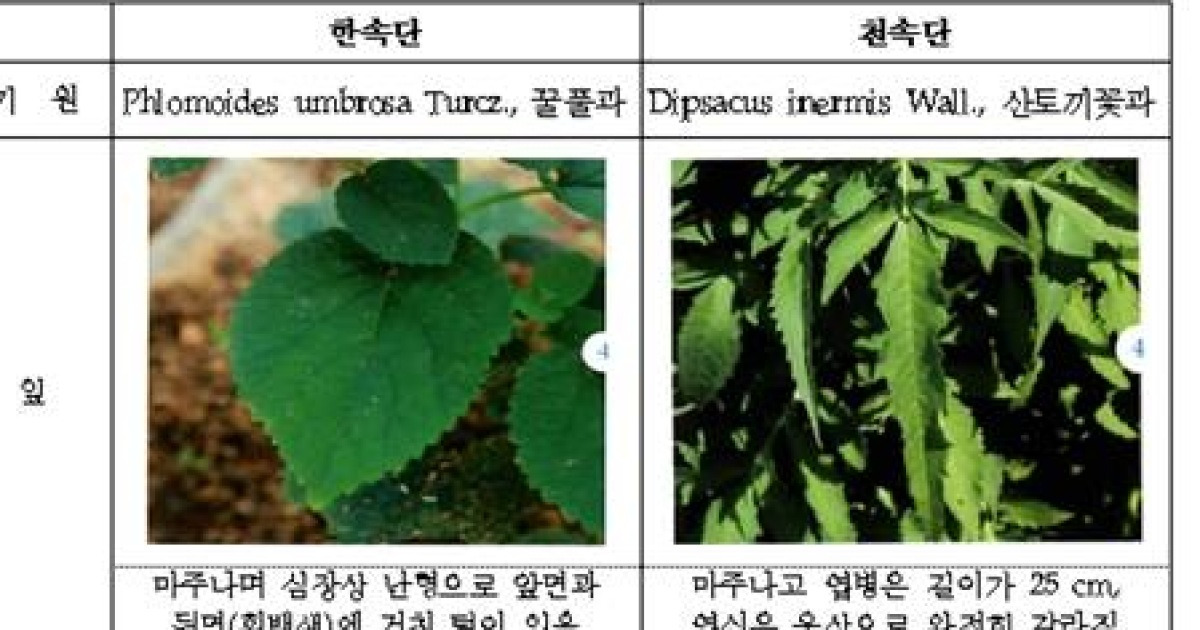 '한속단? 천속단?' 속단 원료 진위 판별법 개발