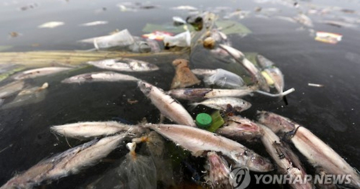 INDONESIA ACEH DUMP FISH