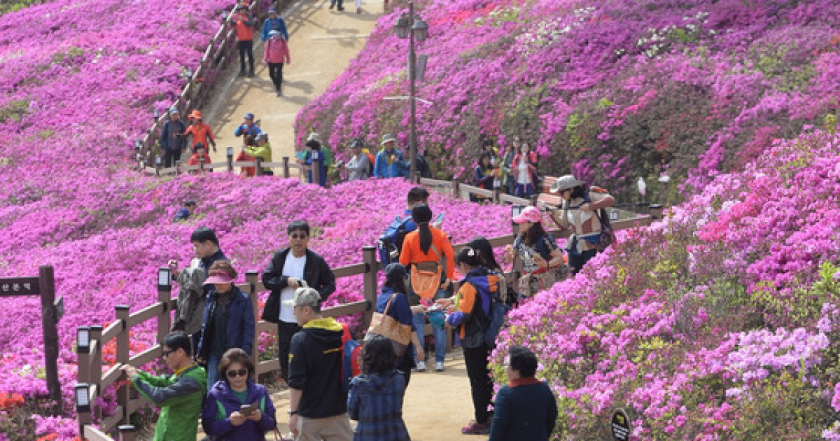 철쭉동산 보랏빛의 향연 