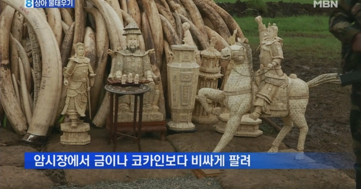 코끼리 상아 1만 6천 개 불태우기..밀렵과의 전쟁