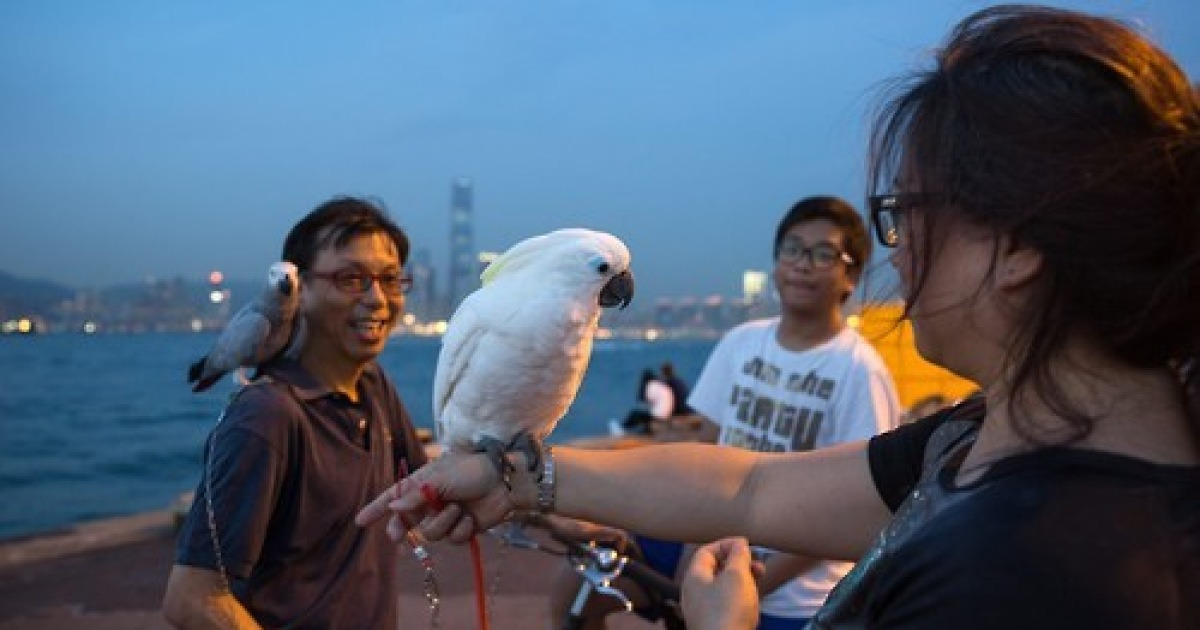 CHINA HONG KONG PETS