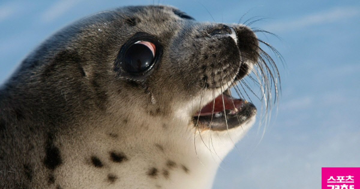 [멍냥화보] 하프물범(Harp seal)의 눈물