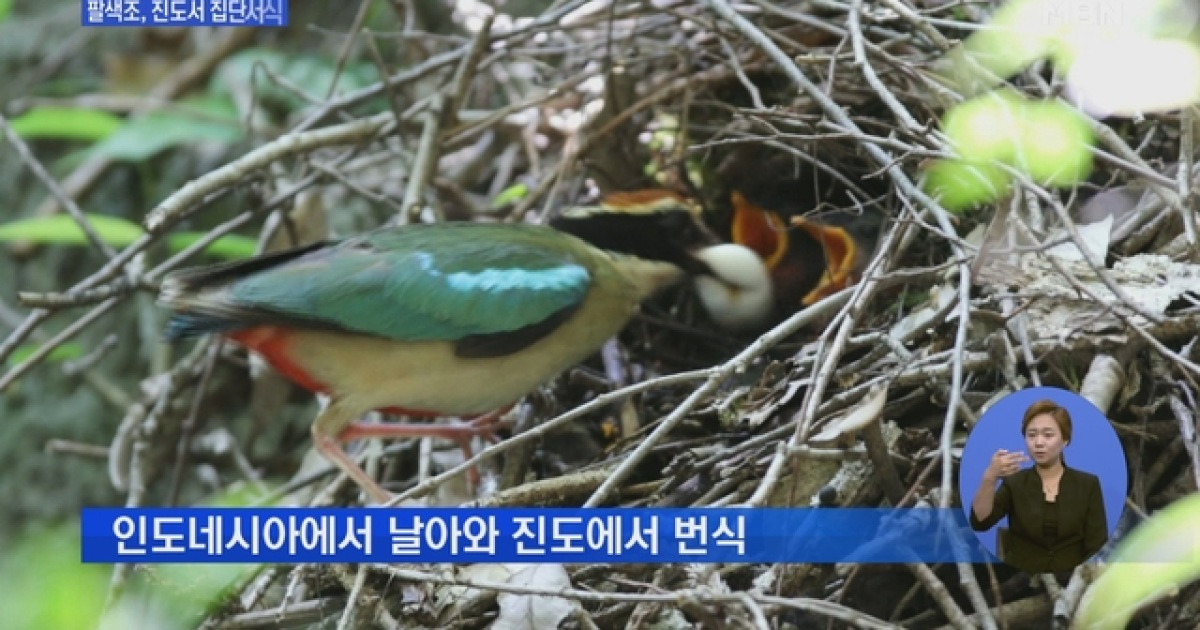 '8색 매력'..멸종위기종 '팔색조' 진도서 집단 서식
