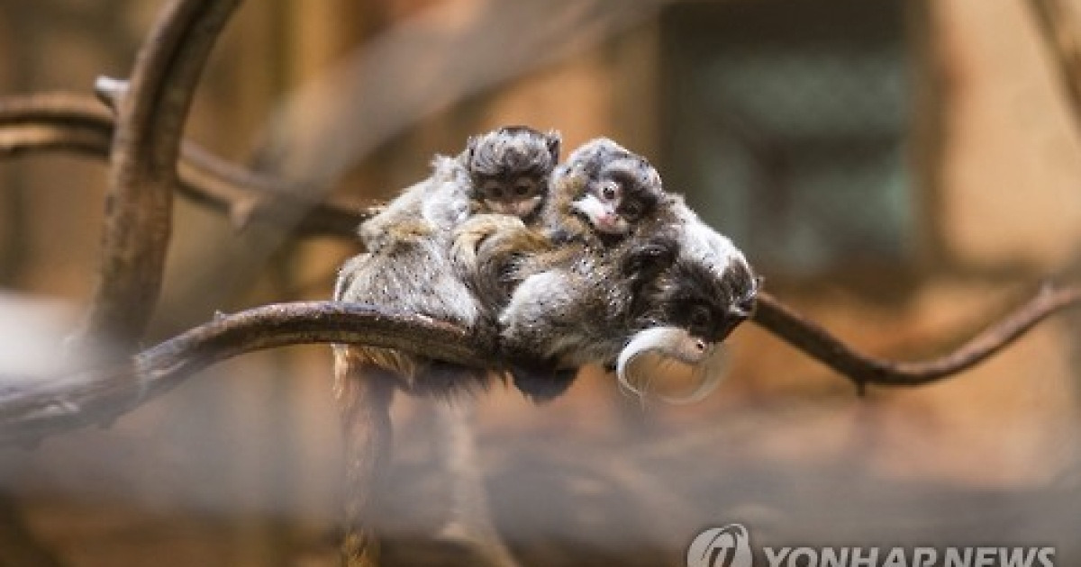 Hungary animals