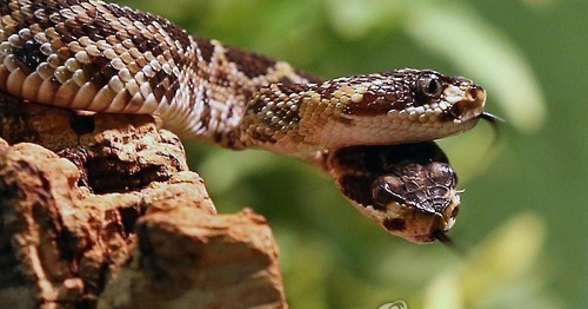 epaselect GERMANY ANIMALS TWO HEADED RATTLESNAKE