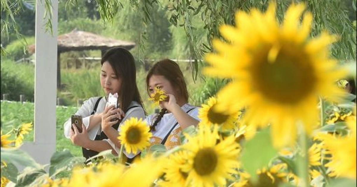 [포토]'폭염속 가을찍기'