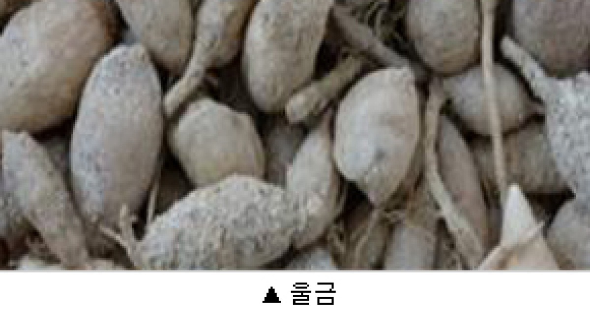 혼동하기 쉬운 우리 약초 바로 알기