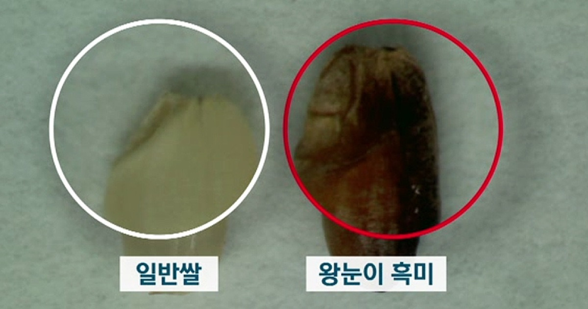 쌀눈 3배나 큰 '왕눈이 흑미'..성인병에 효과
