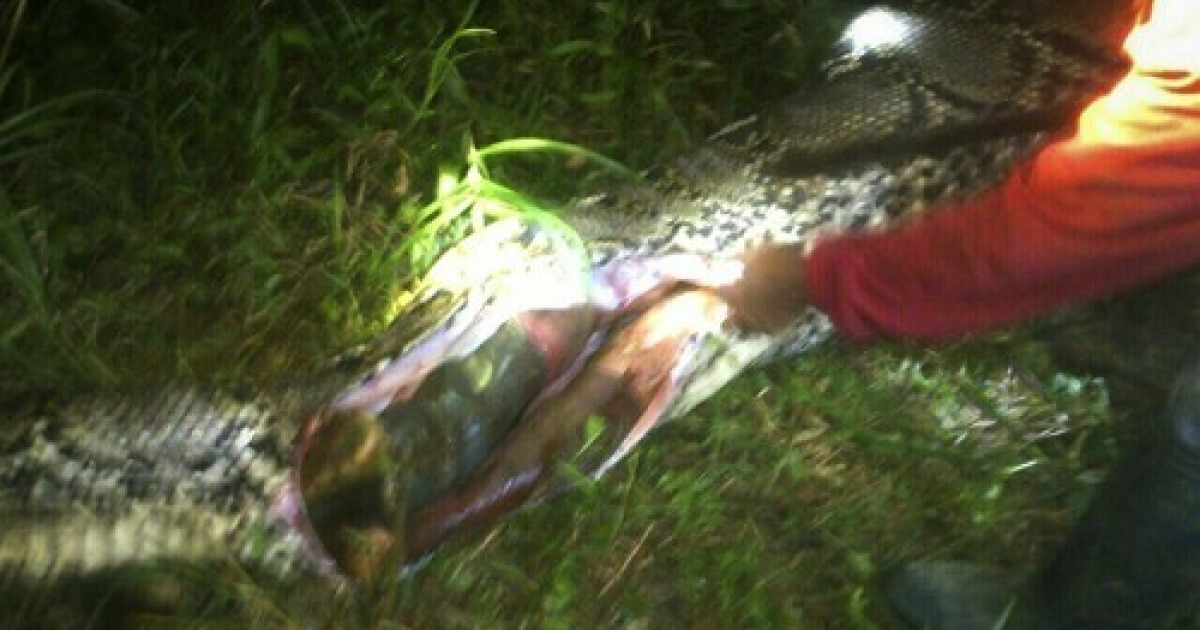 Indonesia python swallows man