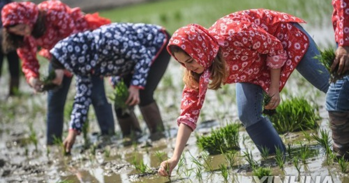 CHINA-LIAONING-PANJIN-RICE TRANSPLANTING (CN)