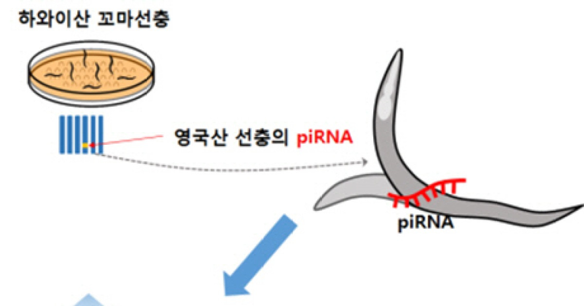서울대 연구진, 선충이 달팽이에 달라붙어 '집' 옮기는 '히치하이킹' 원리 밝혀내