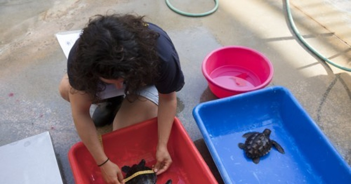 MIDEAST ISRAEL SEA TURTLE RESCUE CENTER