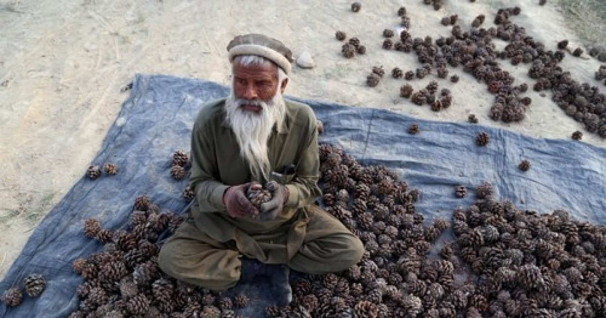AFGHANISTAN ECONOMY DRY FRUITS