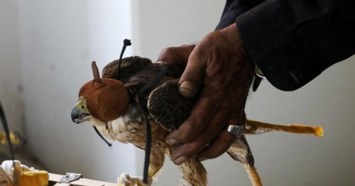 PAKISTAN FALCONS
