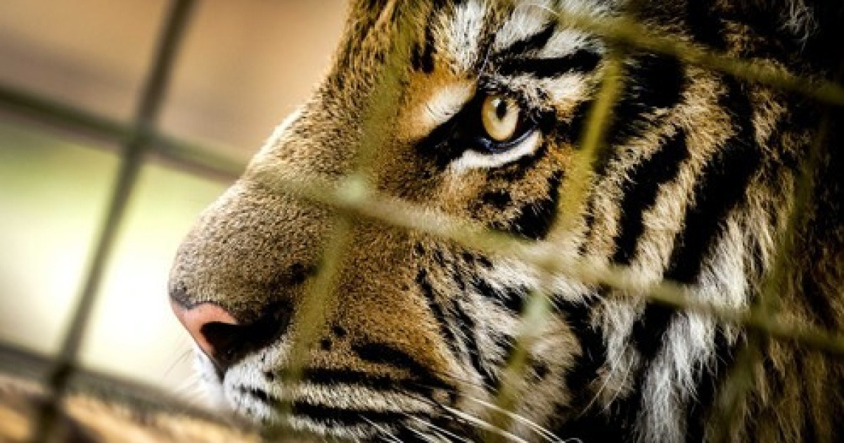NETHERLANDS SYRIA TIGERS