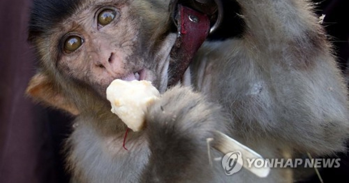 PAKISTAN MONKEY