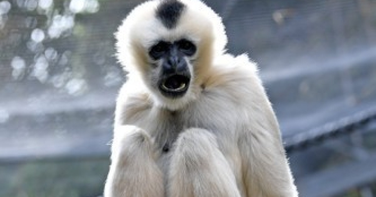 AUSTRALIA INTERNATIONAL GIBBON DAY MELBOURNE ZOO