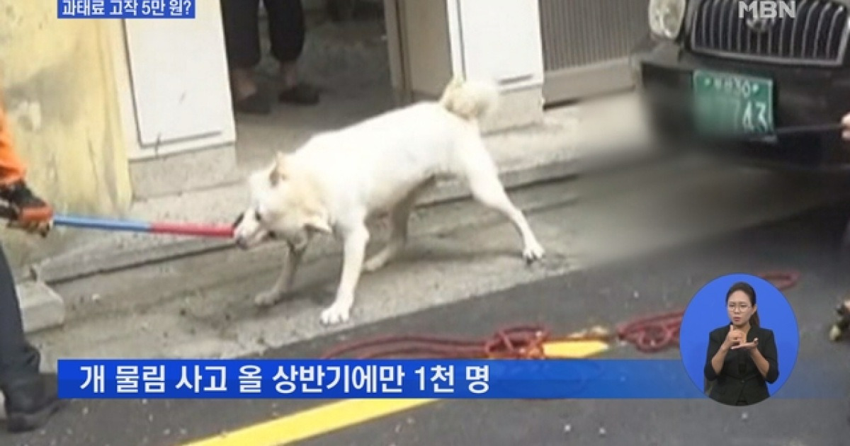 과태료 고작 5만 원..개 물림 사고 올 상반기만 1천 명