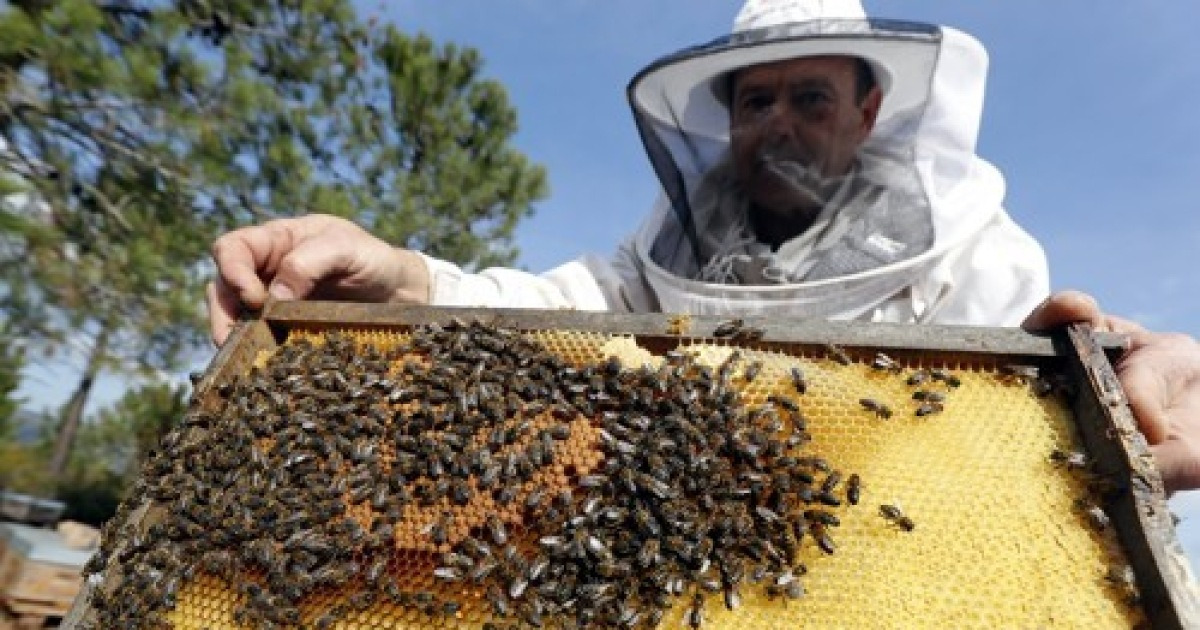 FRANCE ECONOMY AGRICULTURE BEES