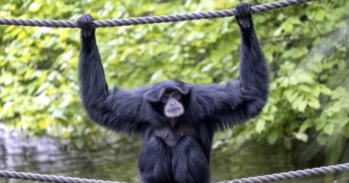 AUSTRALIA MELBOURNE ZOO