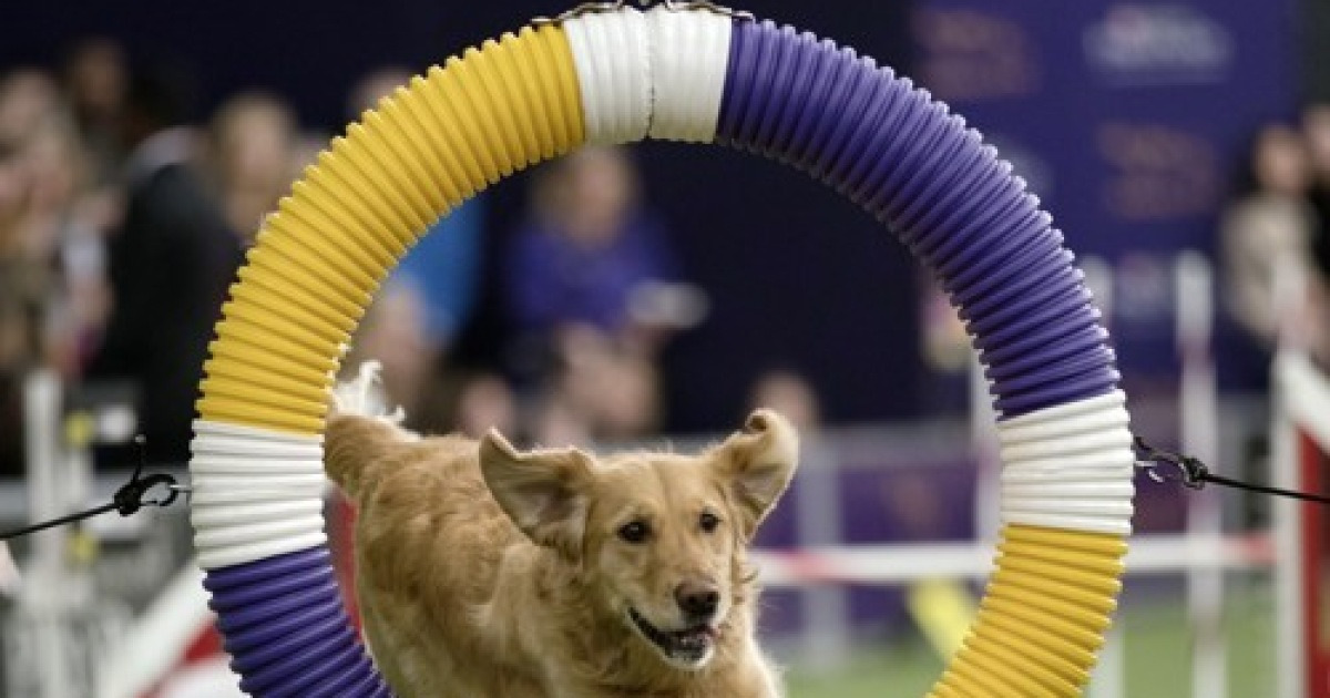 APTOPIX Westminster Dog Show Agility