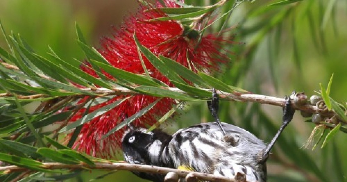 australia-animals-birds