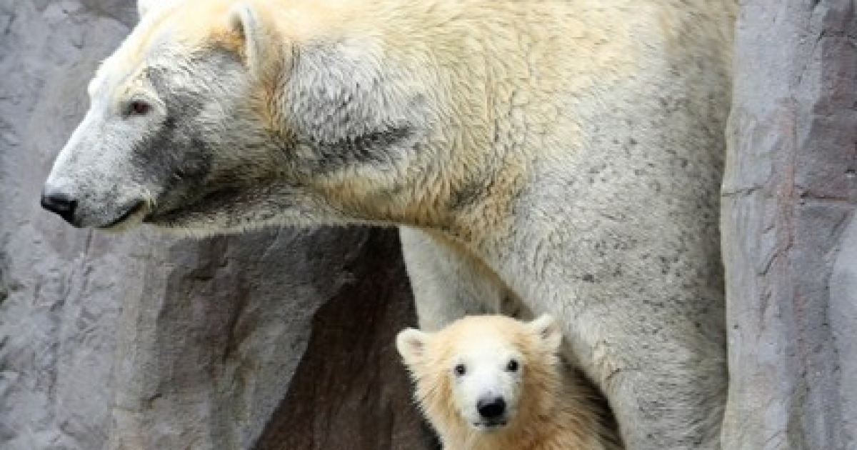 GERMANY ANIMALS