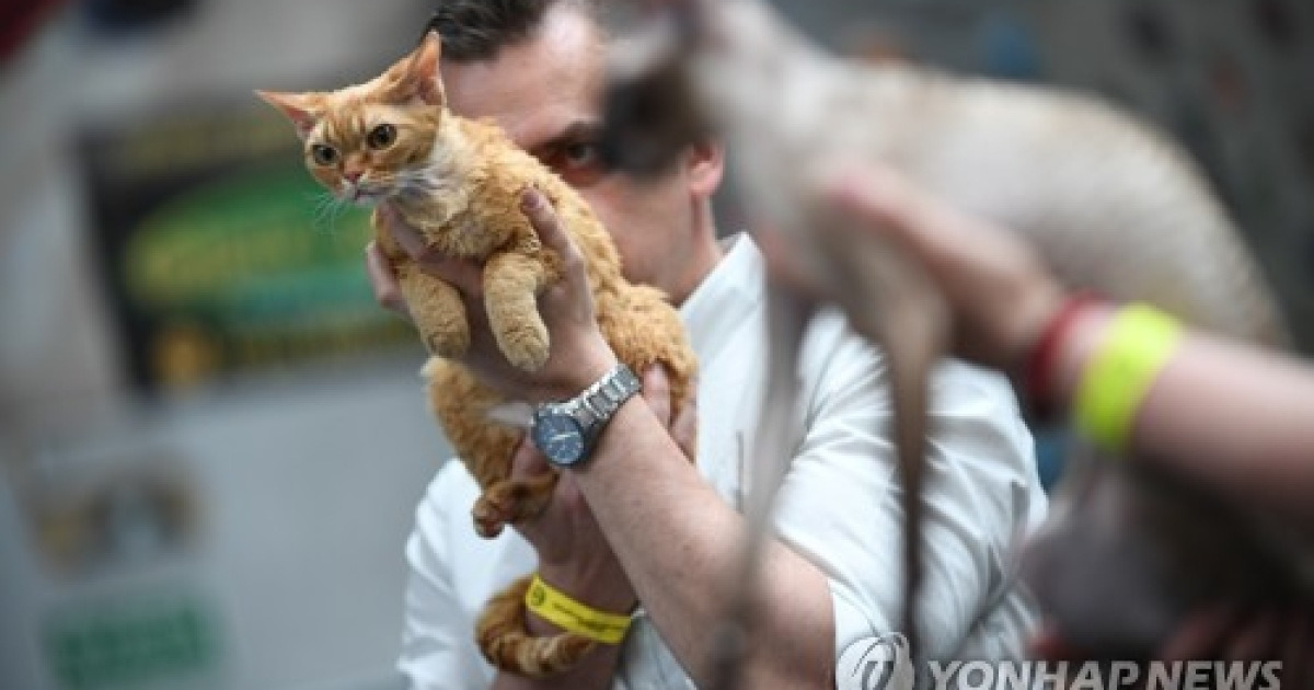 POLAND CAT SHOW