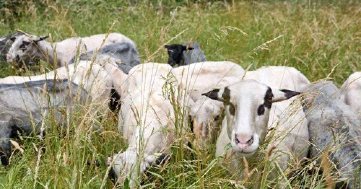 GERMANY AGRICULTURE SANSSOUCI SHEEP