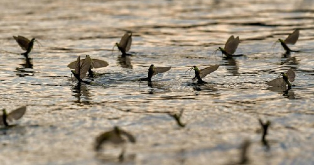 HUNGARY MAYFLIES