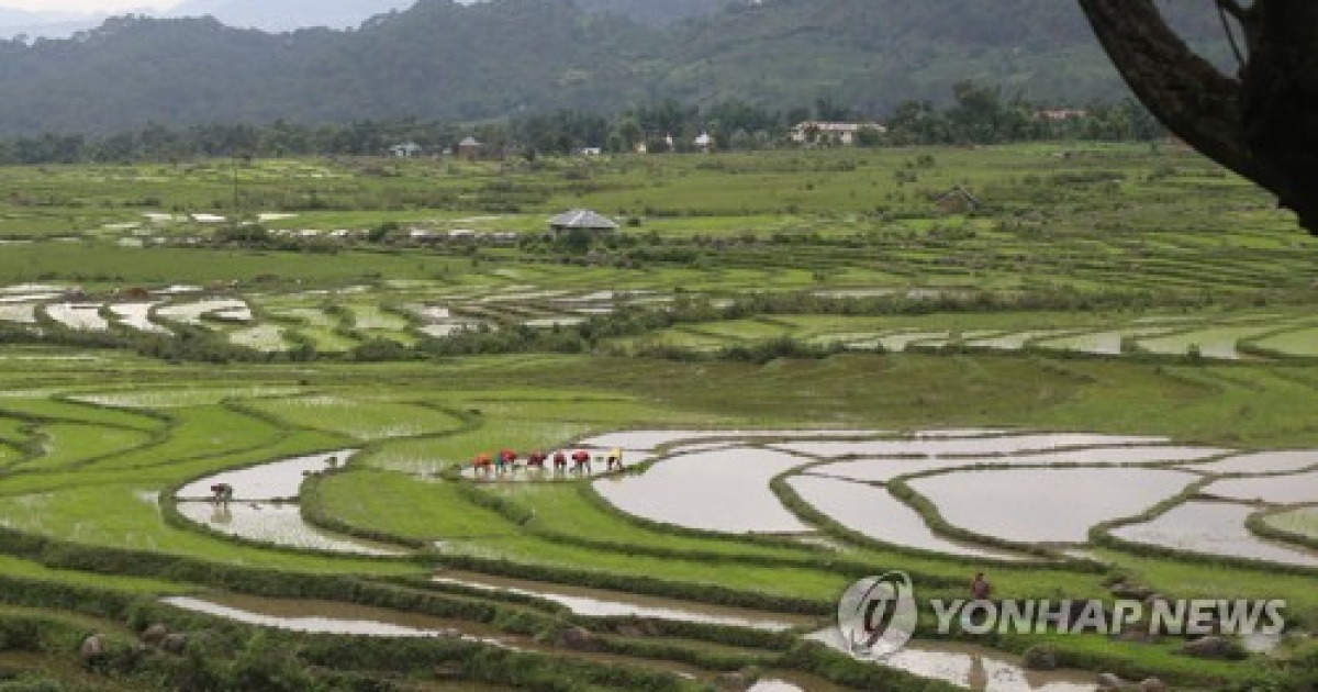 INDIA AGRICULTURE PADDY