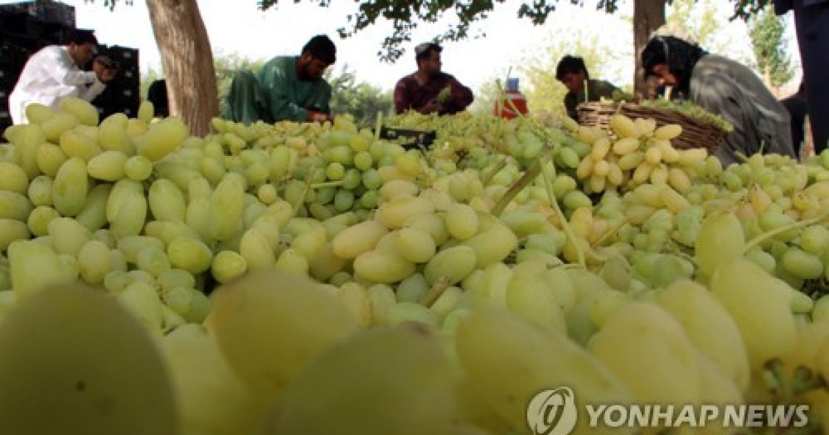 AFGHANISTAN GRAPE MARKET ECONOMY