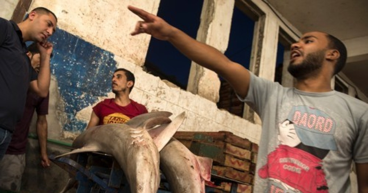EGYPT ALEXANDRIA FISH MARKET