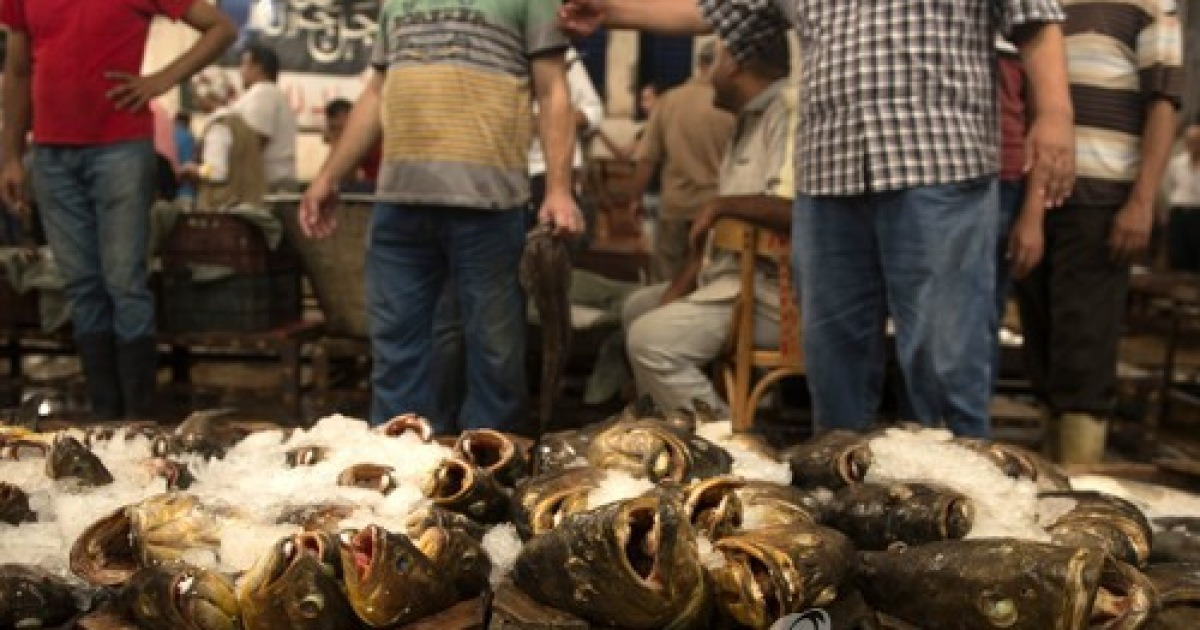 EGYPT ALEXANDRIA FISH MARKET