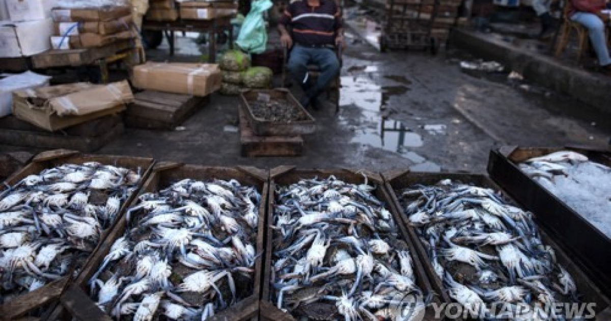 EGYPT ALEXANDRIA FISH MARKET