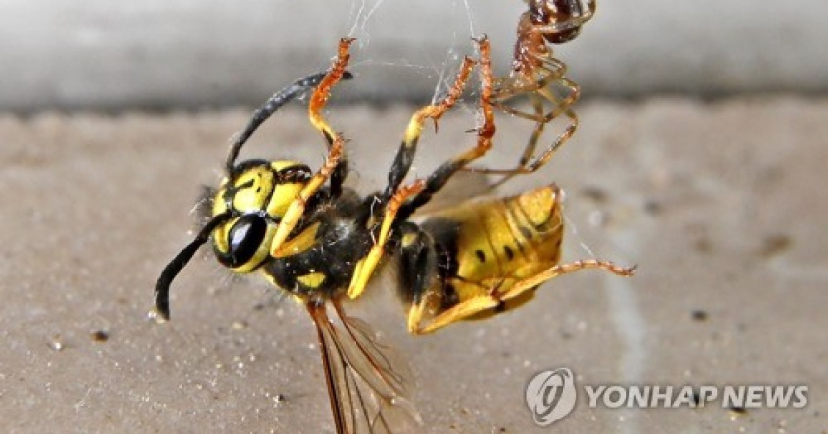 GERMANY CROSS SPIDER