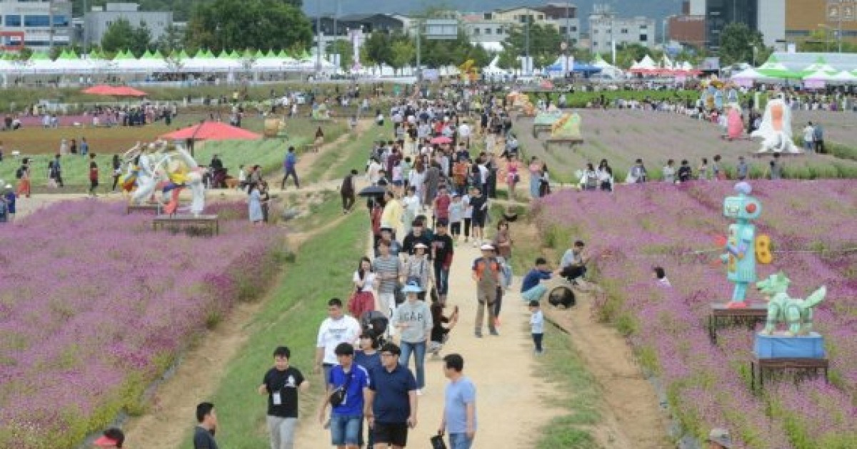 양주 천만송이 천일홍축제 15일 개막..6만명 운집