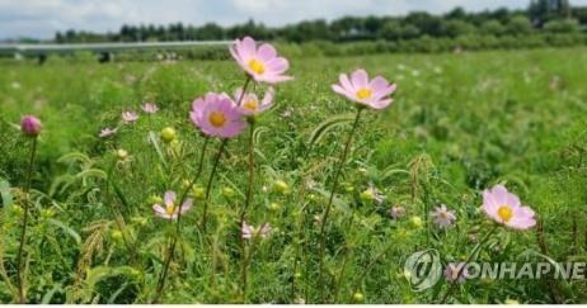 강원도 구름 많음..미세먼지·오존은 보통